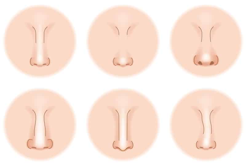 Vector illustration showing different nasal shapes.